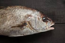 Image result for Sciaena umbra