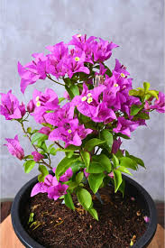 Image result for bougainvillea