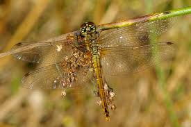 Attēlu rezultāti vaicājumam “Sympetrum sanguineum female”