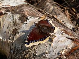 Attēlu rezultāti vaicājumam “Nymphalis antiopa upperside”