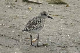 Attēlu rezultāti vaicājumam “Pluvialis squatarola adult”