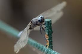 Attēlu rezultāti vaicājumam “Libellula fulva male”