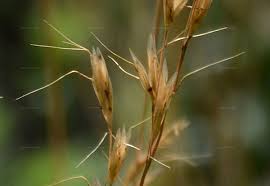 Attēlu rezultāti vaicājumam “Helictotrichon pratense”