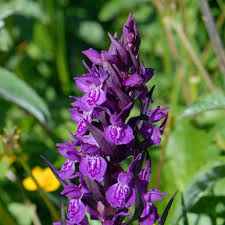 Attēlu rezultāti vaicājumam “Dactylorhiza majalis subsp. baltica flower”