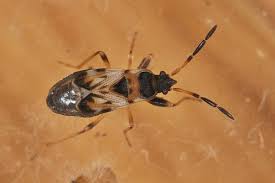 Attēlu rezultāti vaicājumam “Scolopostethus thomsoni”