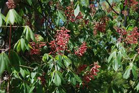 Attēlu rezultāti vaicājumam “Aesculus”