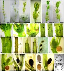 Attēlu rezultāti vaicājumam “Chara rudis”