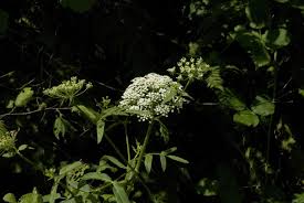 Attēlu rezultāti vaicājumam “Sium latifolium flower”