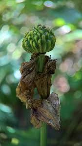 Attēlu rezultāti vaicājumam “Trollius europaeus bud”