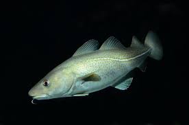 Image result for Gadus morhua