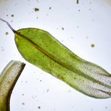 Attēlu rezultāti vaicājumam “Pottiales”