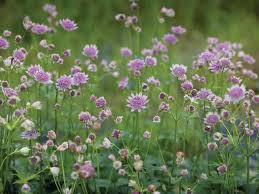 Attēlu rezultāti vaicājumam “Astrantia major flower”