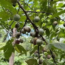 Attēlu rezultāti vaicājumam “Prunus (plum-tree)”