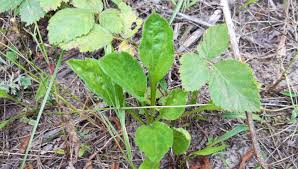 Attēlu rezultāti vaicājumam “Erigeron annuus leaf”