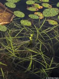Attēlu rezultāti vaicājumam “Sparganium minimum leaf”