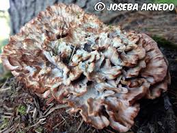 Image result for Podoscypha multizonata