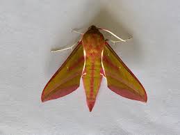 Attēlu rezultāti vaicājumam “Pandemis cinnamomeana female”