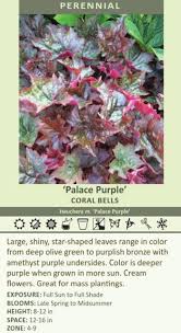 Image result for Heuchera `Palace Purple`