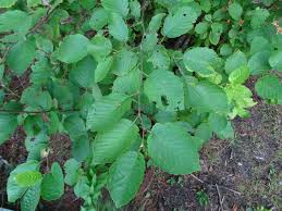 Attēlu rezultāti vaicājumam “Alnus incana”