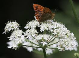 Attēlu rezultāti vaicājumam “Argynnis paphia larva”