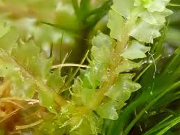 Attēlu rezultāti vaicājumam “Barbilophozia barbata”