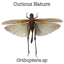 Attēlu rezultāti vaicājumam “Orthoptera”