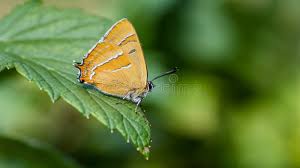 Attēlu rezultāti vaicājumam “Thecla betulae male”