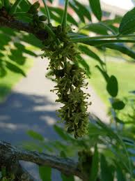 Attēlu rezultāti vaicājumam “Gleditsia triacanthos flower”