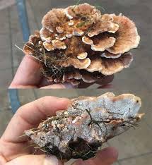 Attēlu rezultāti vaicājumam “Abortiporus biennis”