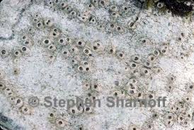 Attēlu rezultāti vaicājumam “Thelotrema lepadinum”