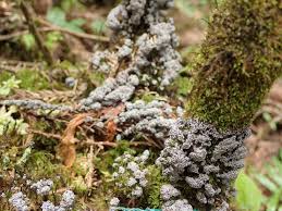 Attēlu rezultāti vaicājumam “Fuligo gyrosa spores”