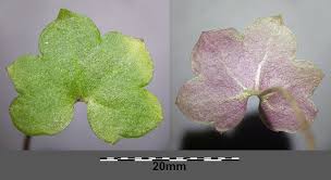 Attēlu rezultāti vaicājumam “Cymbalaria muralis leaf”