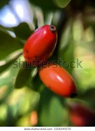 Attēlu rezultāti vaicājumam “Berberis thunbergii fruit”