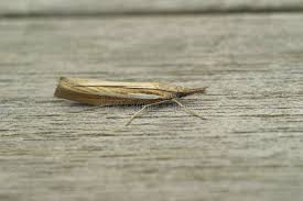 Attēlu rezultāti vaicājumam “Agriphila tristella”
