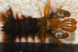 Attēlu rezultāti vaicājumam “Platyptilia gonodactyla imago”