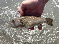 Image result for Chelon dumerili