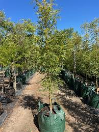 Attēlu rezultāti vaicājumam “Fraxinus excelsior Pendula”