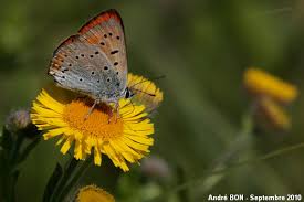 Attēlu rezultāti vaicājumam “Lycaena dispar male”