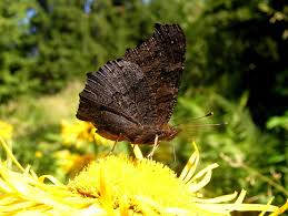 Attēlu rezultāti vaicājumam “Spargania luctuata”