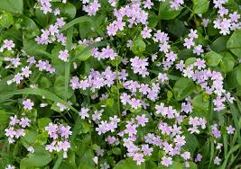Attēlu rezultāti vaicājumam “Claytonia sibirica flower”