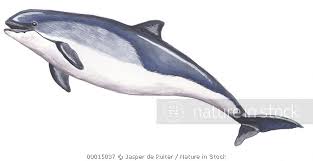 Image result for Phocoena phocoena