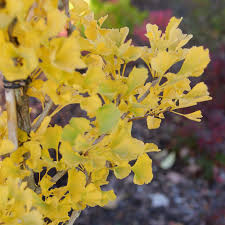 Attēlu rezultāti vaicājumam “Ginkgo biloba female flower”
