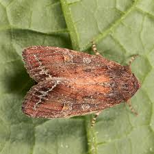 Attēlu rezultāti vaicājumam “Lacanobia oleracea”