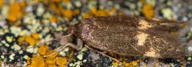 Attēlu rezultāti vaicājumam “Borkhausenia minutella”