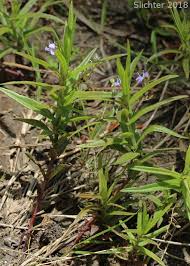 Attēlu rezultāti vaicājumam “Veronica scutellata flower”