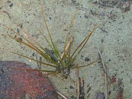 Attēlu rezultāti vaicājumam “Isoetes echinospora leaf”