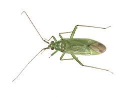 Attēlu rezultāti vaicājumam “Blepharidopterus angulatus”