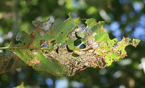 Attēlu rezultāti vaicājumam “Agelastica alni larva”