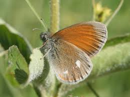 Attēlu rezultāti vaicājumam “Coenonympha glycerion underside”