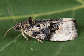 Attēlu rezultāti vaicājumam “Apotomis betuletana”